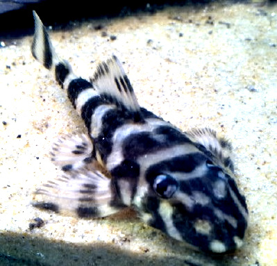 L052 - Butterfly Pleco - 6-7 inch